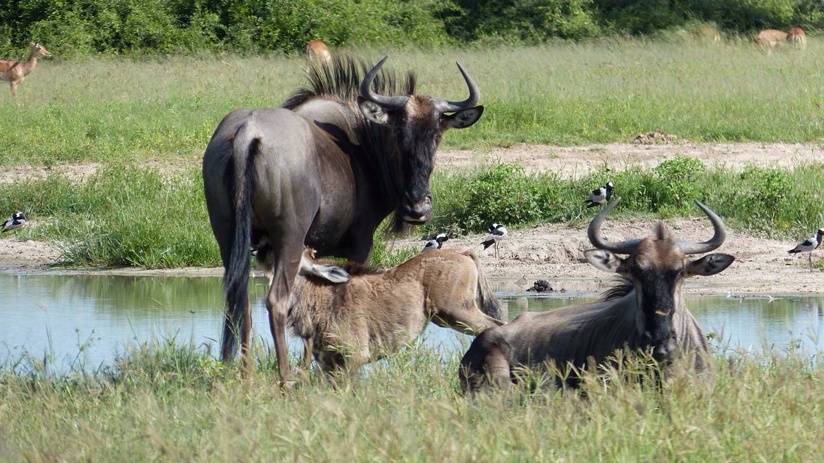 GhohaHills's tweet photo. There is so much to see during this flourishing season of rain in Botswana #thisischobe #safari #ilovebotswana #wildlife https://t.co/zFChD93Gf5