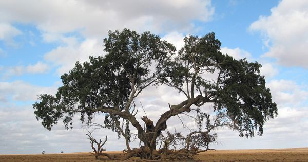 TreehuggerTwo's tweet photo. Meet Methuselah — at 4,841 years old, this ancient bristlecone pine is the oldest living organism on Earth https://t.co/gPz4X0F4AQ #TBT https://t.co/dwNafdPoIf