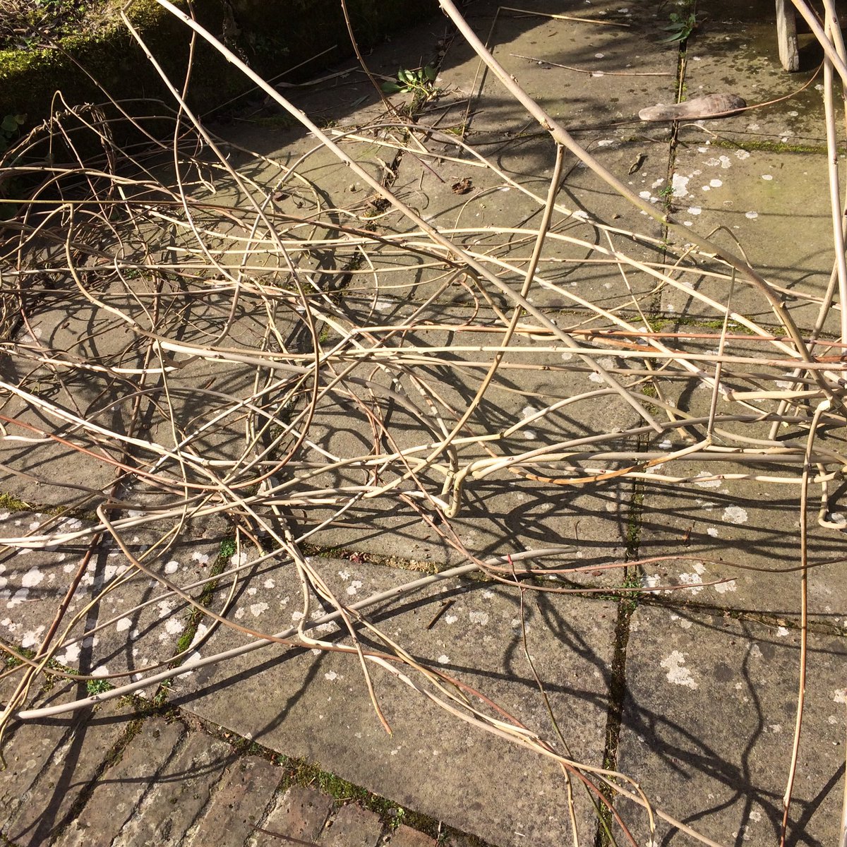 JoGrows's tweet photo. Jogrows 1 #wisteria 0 https://t.co/PRfZA36trW