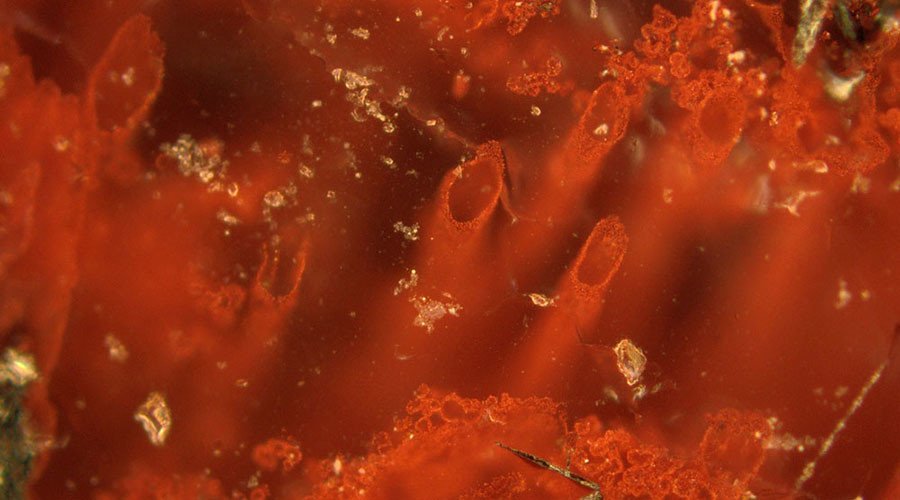 RT_com's tweet photo. 4bn-year-old fossils show life on Earth existed much earlier than previously thought – study https://t.co/fFxn7Cllmi https://t.co/DWMQKUqjKF