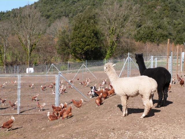 HennovationEU's tweet photo. UPDATE FROM SPAIN Adrià and Floquet the alpacas start their new roles looking after the girls on the range. https://t.co/kU5SztzlwH