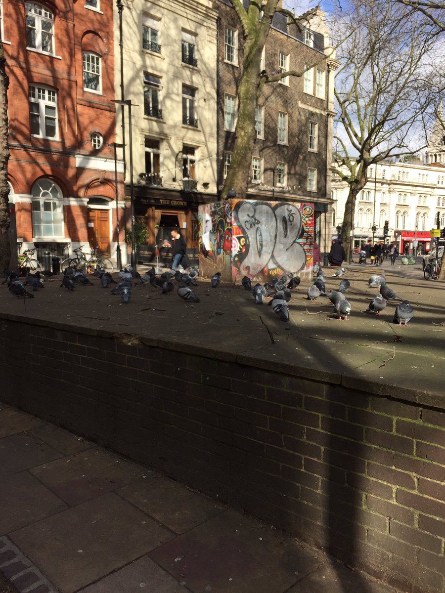DannyColliganUK's tweet photo. My idea of hell! #Pigeons https://t.co/pSyq2DIRI8