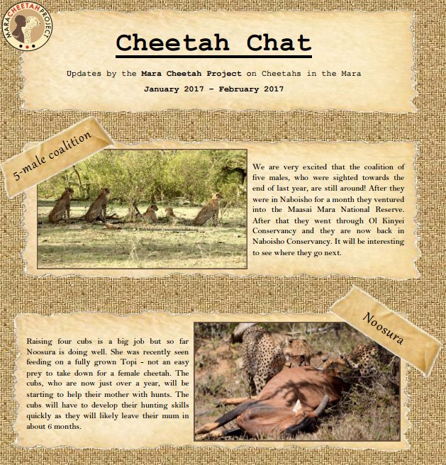 MaraPredator's tweet photo. Our latest Cheetah Chat is hot off the press!
https://t.co/20xBrw89XO
#CheetahChat #cheetah #updates #MaasaiMara https://t.co/L4kehivTQL