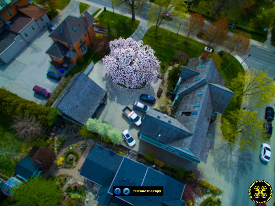 DroneTherapy's tweet photo. #TBT 

#Magnolia #Blossoms 🌸🌸 at the #GingerbreadHouse. #Spring is coming! 

#DiscoverON #BurlON

🎥 #DJI #Phantom #Pro3 #Drone 📸 https://t.co/kd1LIUo8Fz