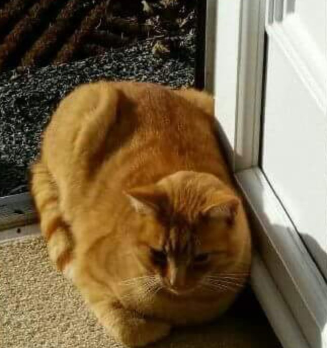 AngleseyLostPet's tweet photo. Pls RT Ted male cat lost from #Eryrys #Denbighshire CH7 4
Could have got into van to #Anglesey white patch on chest+chipped Thank you/Dioch https://t.co/gQH5J1h1TF