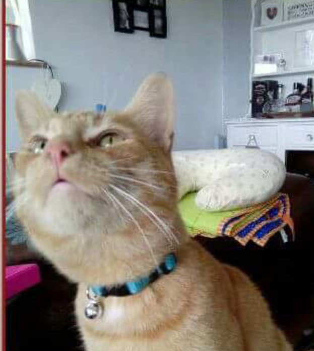 Pls RT Ted male cat lost from #Eryrys #Denbighshire CH7 4
Could have got into van to #Anglesey white patch on chest+chipped Thank you/Dioch