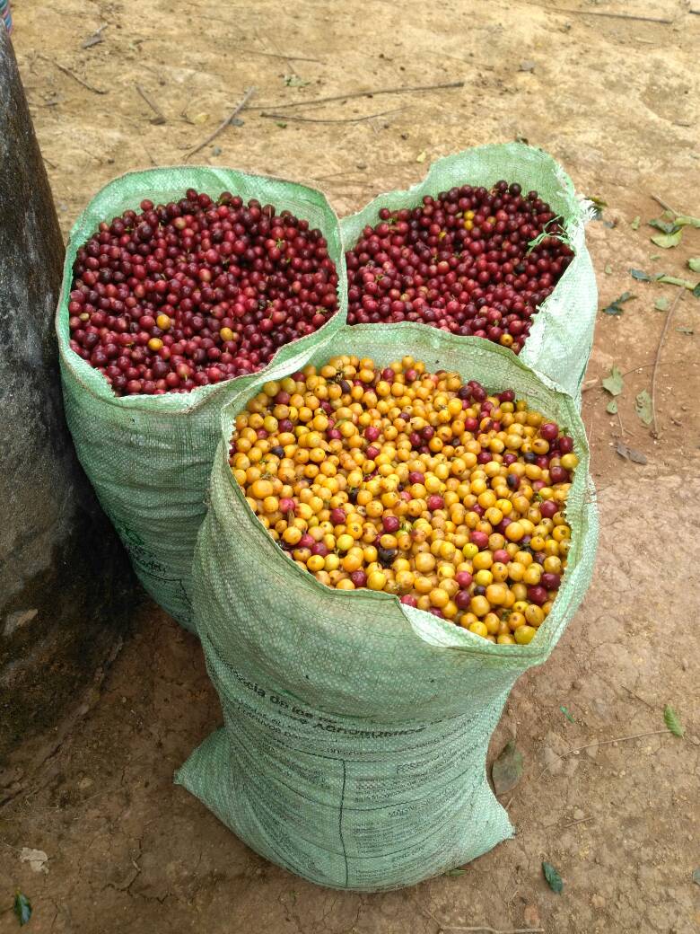 900 familias produciendo el mejor café para el mundo #calidadcoopedota