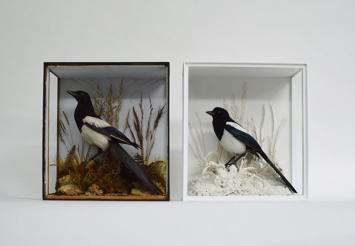 TownerGallery's tweet photo. 4 Mar: Ethical taxidermist Jazmine Miles-Long lifts the lid on her practice during a free talk in The Museum of Art https://t.co/3LhKVmKE6O https://t.co/Ha0QR5rV0U