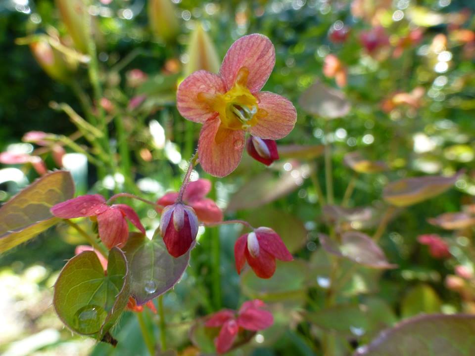 FloreraHeeze's tweet photo. vrolijke kleurtjes in de voorjaarstuin. Dat kan! Lees hier de tuintips en welke plant je helemaal blij maakt. https://t.co/2lB0tAgAF6 https://t.co/FeY1cPWL5F