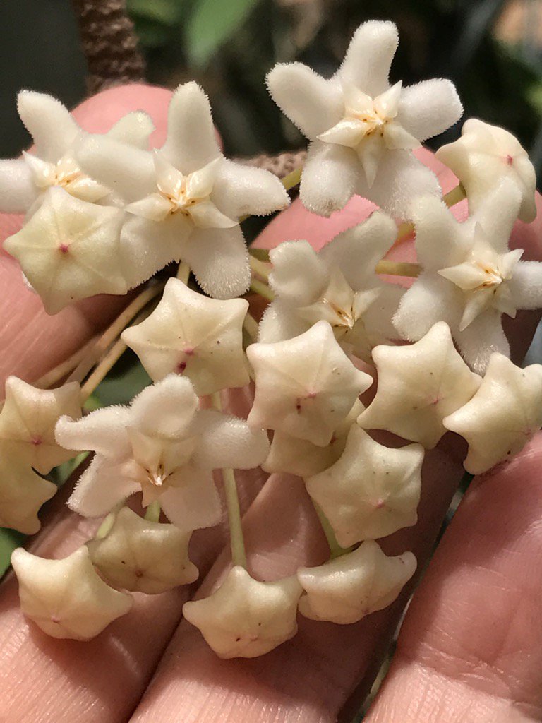 Hoya Plants on Twitter: &ldquo;Hoya monetteae IML-1774. Beautiful flowers