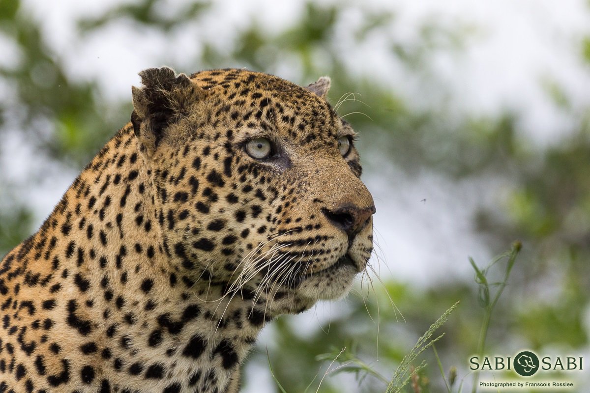 SabiSabiReserve's tweet photo. The Kashane male leopard looked interested in some kudu passing by but got distracted by the scent of another #leopard, possibly a female. https://t.co/QMAUqn1mTH