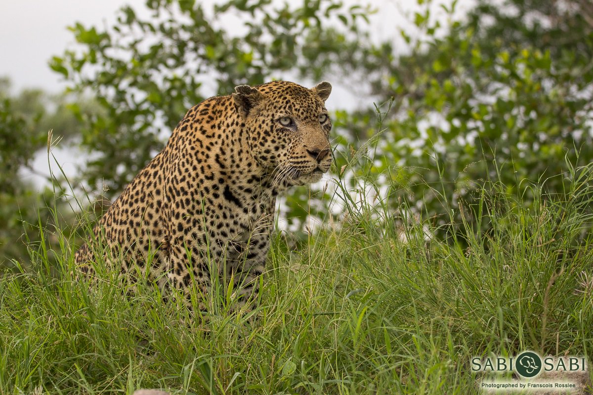 SabiSabiReserve's tweet photo. The Kashane male leopard looked interested in some kudu passing by but got distracted by the scent of another #leopard, possibly a female. https://t.co/QMAUqn1mTH