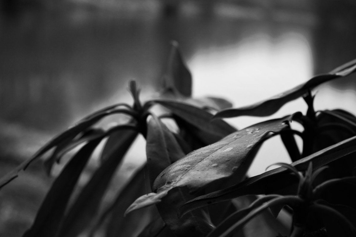 AlanRayProd's tweet image. Some photos we took the other day that we really enjoy 🙂
#photos #photography #blackandwhite #colors #colorful #beautiful #pretty #gorgeous