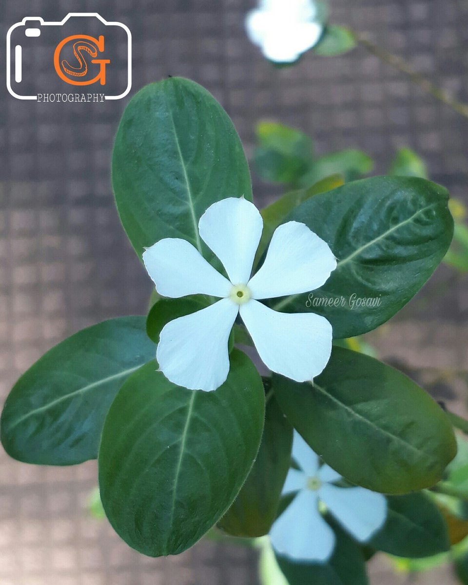 sameergosavi42's tweet photo. सदाफुली
#NaturePhotography #mobclick https://t.co/WNih3EOnG6