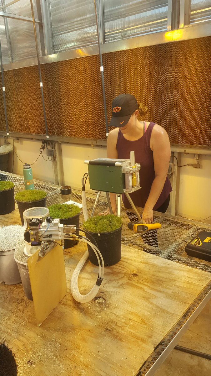 hairyligule21's tweet photo. Have you ever wondered if painted grass decreases photosynthesis/carbohydrate production? Me too! Stay tuned! #turfnerd #osuturf #hotasheck https://t.co/zbyF9GamFF