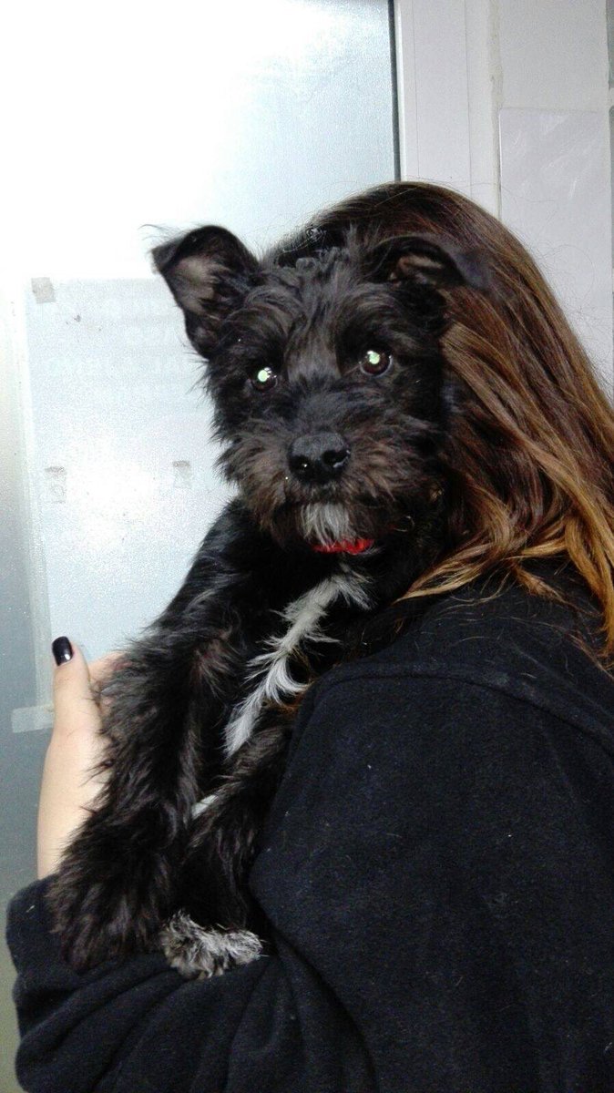 modepran's tweet photo. BUSCAMOS A SU FAMILIA. Cachorro de unos 4/5 meses recogido en #paterna (barranco del Sau) si lo conoces llama 662366480 #modepranPaterna https://t.co/fpWlhQjpUn