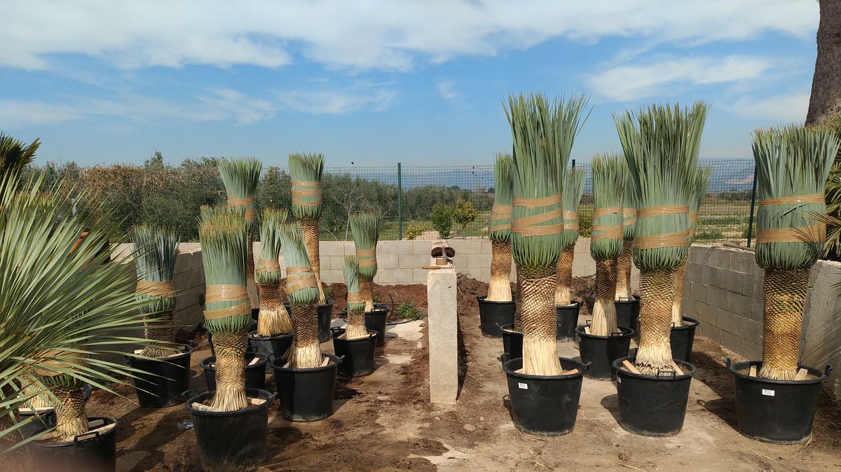 WOW ! Vandaag een volle trailer Yucca's geladen in Noord Spanje, topkwaliteit zoals u van ons gewend bent !  <a href="/Brabantpalm/">Brabantpalm</a>