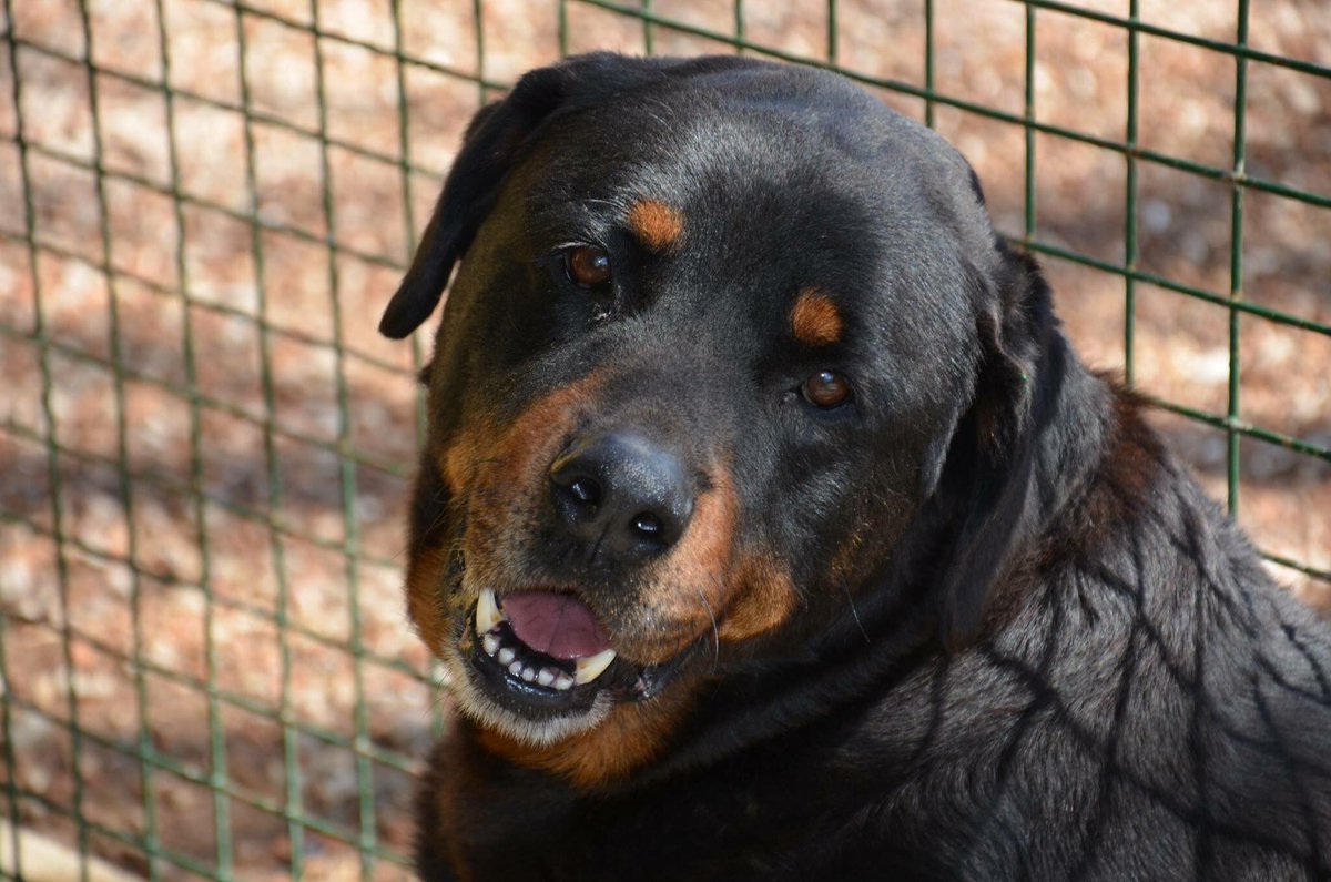 HelpGuau's tweet photo. Frodo! Nuestro rottweiler precioso! Tiene unos 7 años, es ultramegabueno y siempre tiene una mirada mimosa para todos!
El compañero ideal❤ https://t.co/RBeKSrQ92x