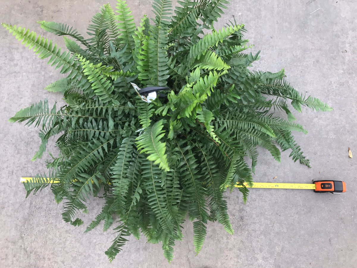 UnitedNurseryTX's tweet photo. Get this 10" Boston Fern HB at your local Texas @HomeDepot! Some ferns are 3ft. wide! Was $12.98/NOW $8.88! For a limited time! @PappasRick https://t.co/GIEcvzedum