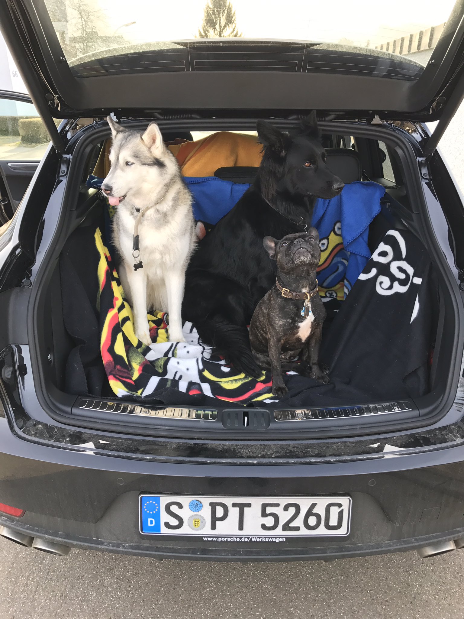porsche macan dog seat cover