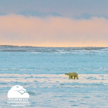 luminaries_mag's tweet photo. @MakeItBritish @SleepbearUK #EHMag fans Have you entered our fab #competition to #win #polarbear friendly mattress? https://t.co/hM854weCQt https://t.co/8pHeea8bRA