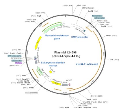 Addgene's tweet photo. We've started using #NGS powered by #seqWell for plasmid verification - learn more in our latest post https://t.co/tvYiK6yXXK https://t.co/WTwarZIHcd