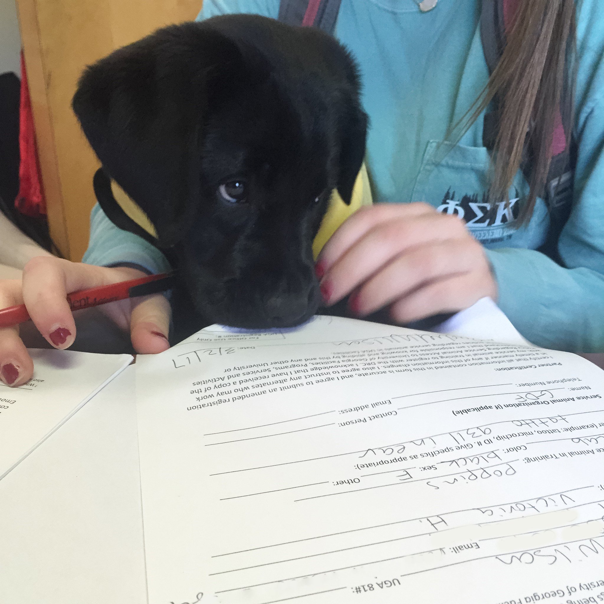 guide dog foundation uga