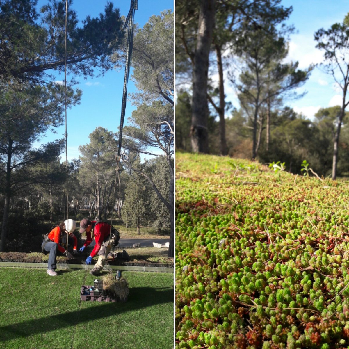 Mise en place de la végétalisation sur le toit des bureaux!
Hydropack/HydroVentiv 
<a href="/Le_Prieure_/">LePrieuré_VegetaliD</a> #greenroof #PopupHouse <a href="/TechnopolArbois/">Technopole Arbois</a>