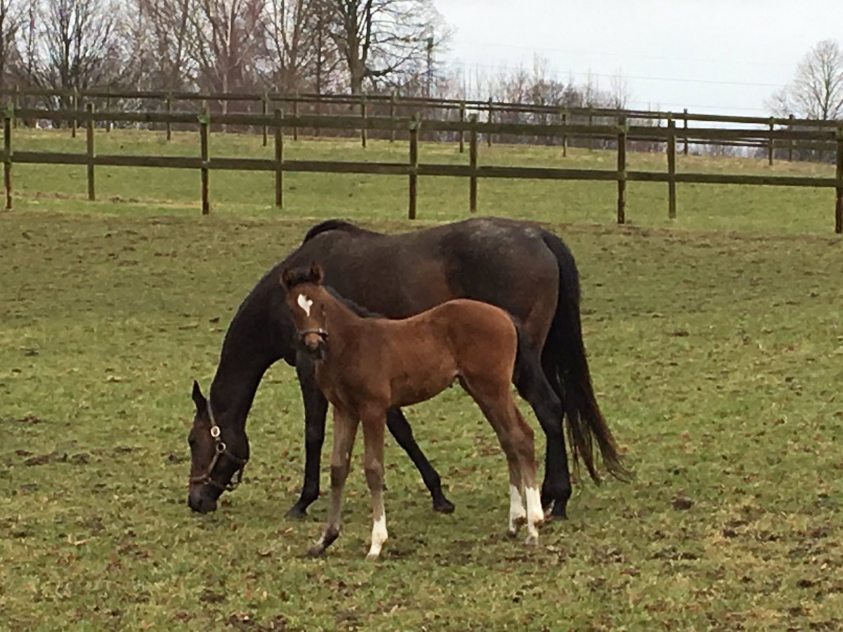 YorkStutteri's tweet photo. Filly foal by Juniper Tree out of Pull The Plug enjoying a bit of grass today #yorkstud #foal https://t.co/67uusxKOKu