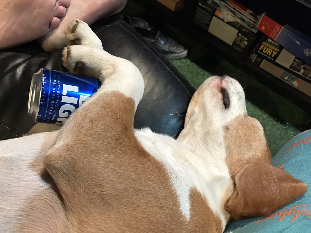 beaglebo1's tweet photo. I don't know why my human likes these things. I can sleep fine without it! #beagles #beercoma https://t.co/AIWTxn7EIA