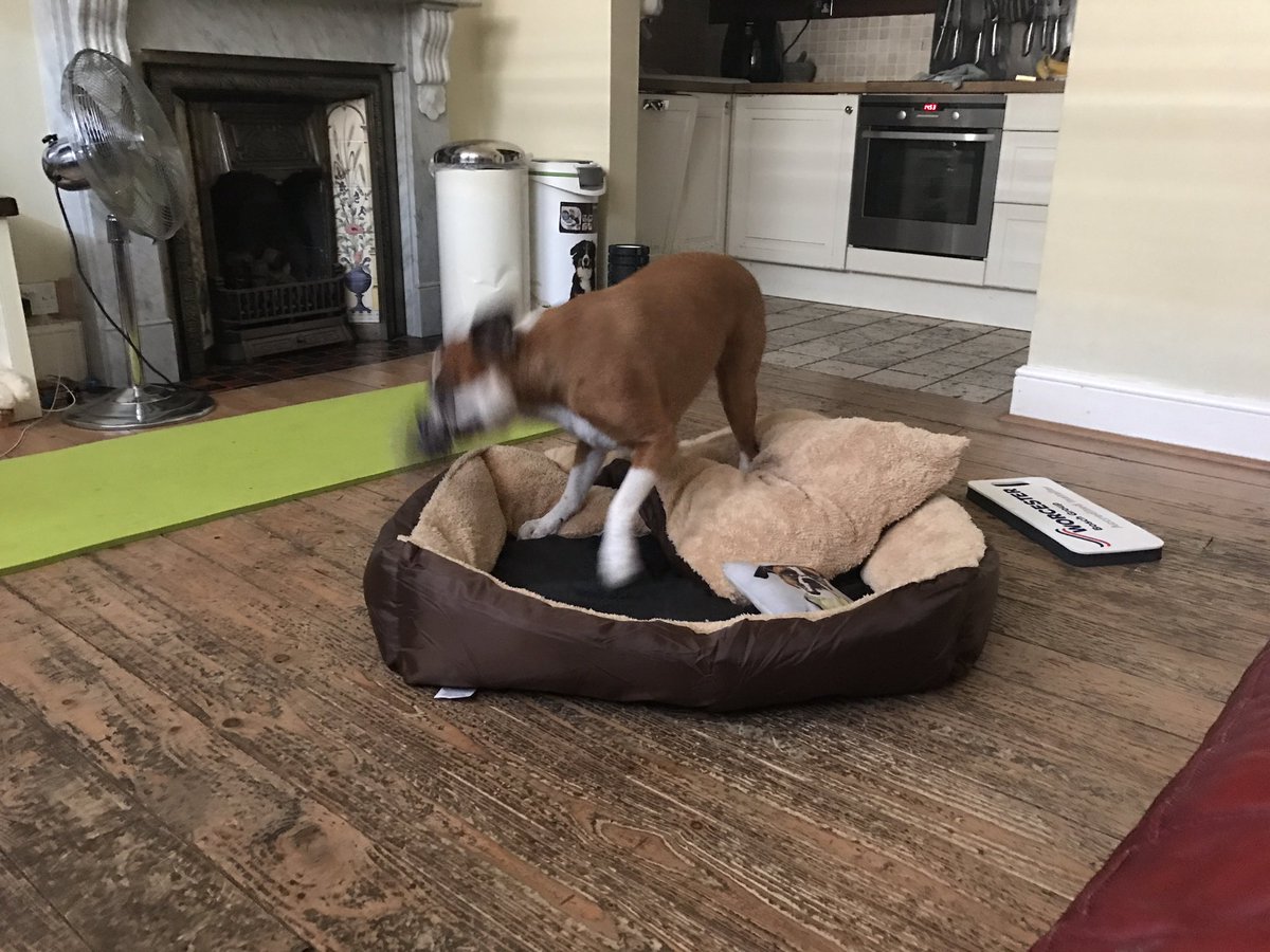 jamesdavid650gs's tweet photo. Looks like the Bonz is in a mood 🐶😳 https://t.co/a9qAAGBRUt
