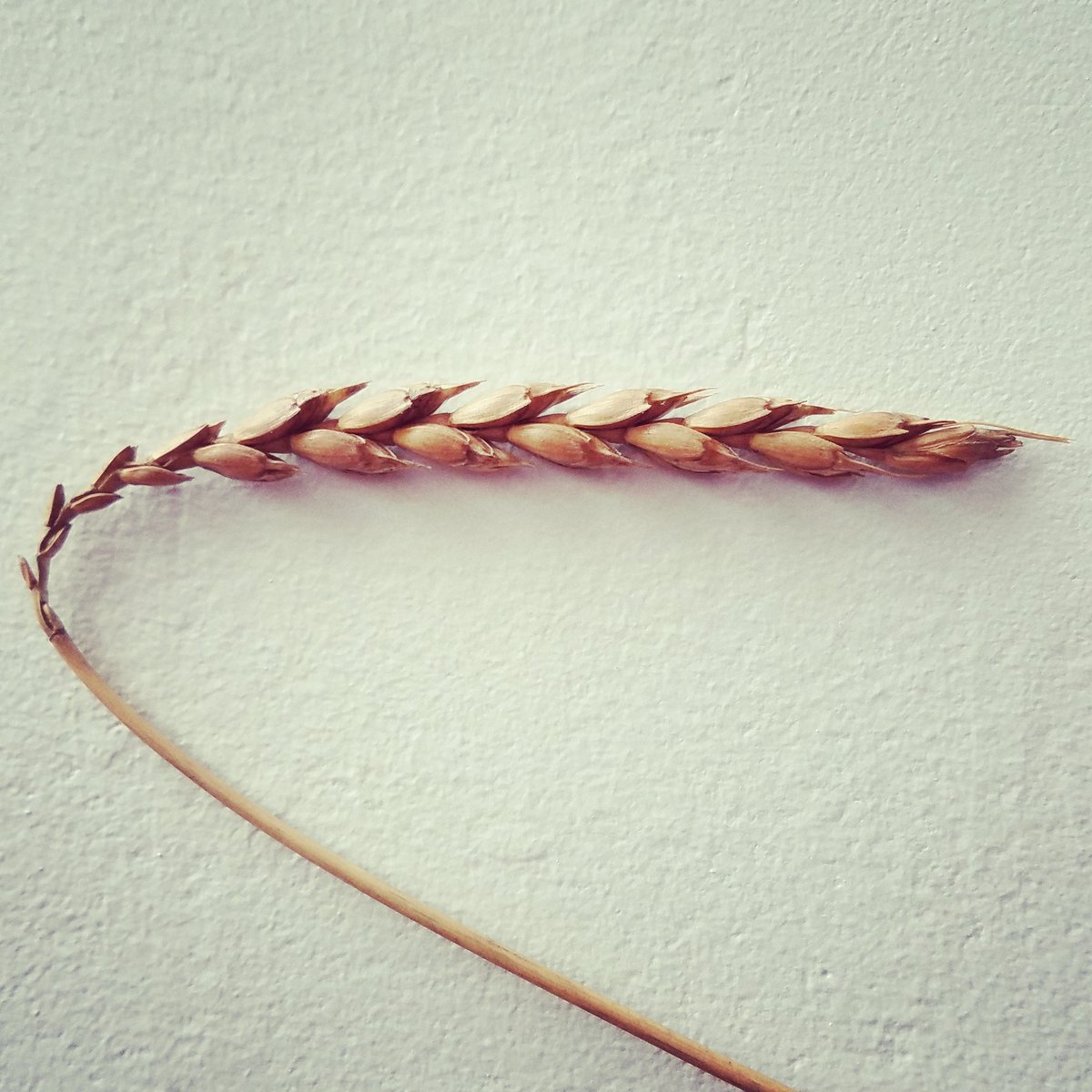 What makes vodka a #luxury #vodka? Its ingredients...the better the ingredients the better the vodka..end of story #spelt