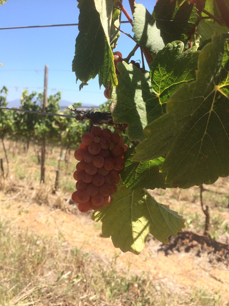 FionaJuby's tweet photo. Joys of cooler Elgin valley - colourful Gewürztraminer grapes still ripening @paulcluverwines https://t.co/5Y3yR6EcQr
