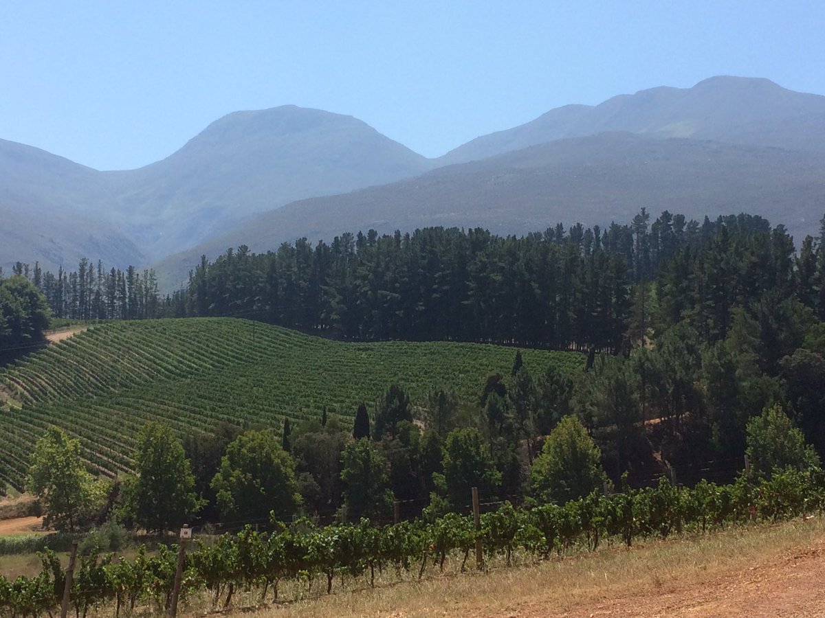 FionaJuby's tweet photo. Joys of cooler Elgin valley - colourful Gewürztraminer grapes still ripening @paulcluverwines https://t.co/5Y3yR6EcQr