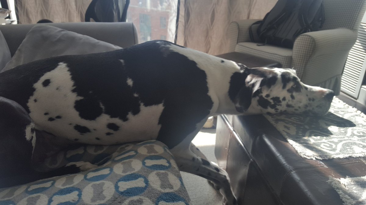jessicajrabbit's tweet photo. How A #greatdane watches TV. #itscomfortable #greatdaneproblems #watchingtv #dogsoftwitter @ModernDogMag @Purina @DogsofInstagram #awkward https://t.co/sFqgCHr3bQ