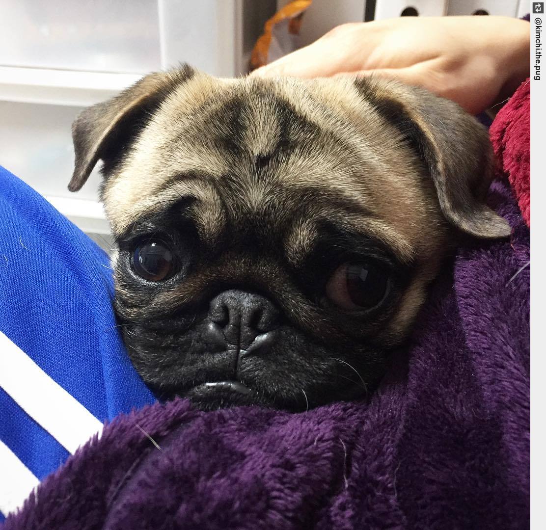 IngloriousDogs's tweet photo. #TGIalmostFriday 🎉🎉🎉Looking forward to spending some quality time with my humans☺️ What does everyone have planned this https://t.co/8PH4cv8ypA