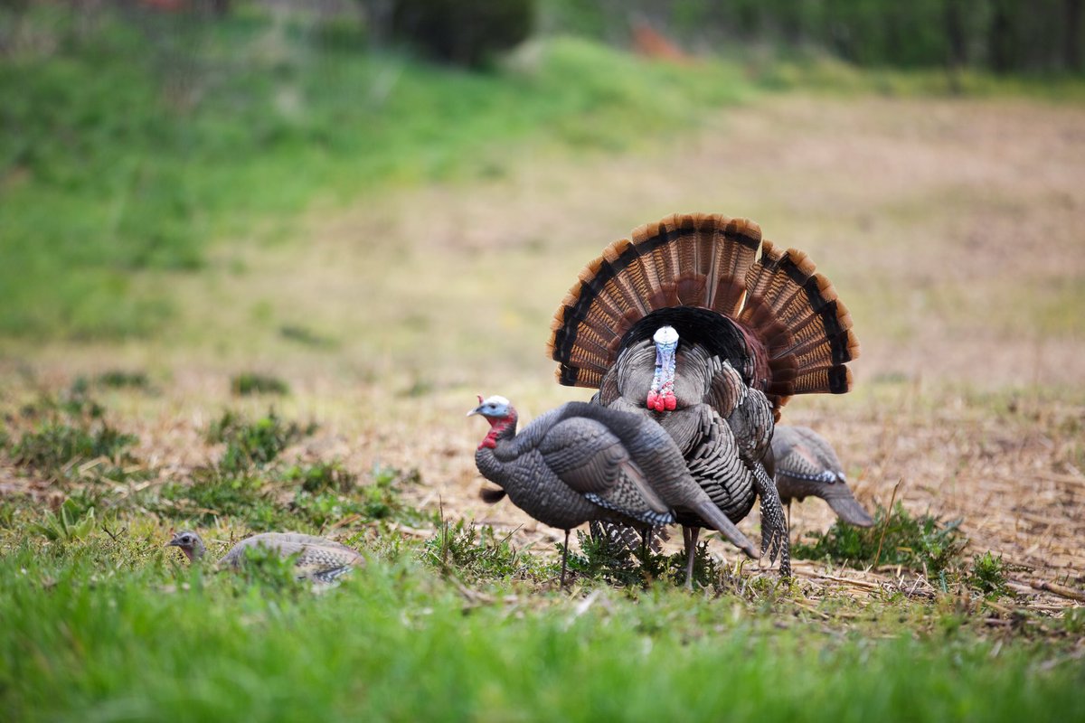 Sound off: When does it start in your neck of the woods?

Photo | Austin Thomas

#mathews