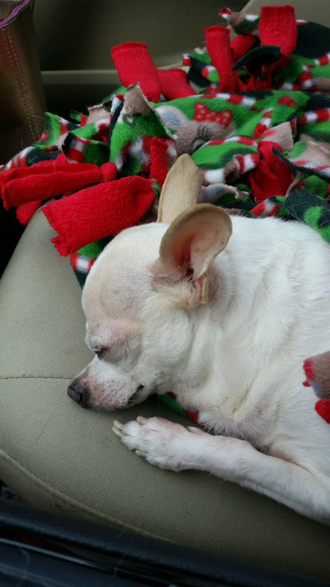TheDogTilly's tweet photo. wow, New York City tired me out!!!! #TiredTilly https://t.co/kfUlVJ2vqY