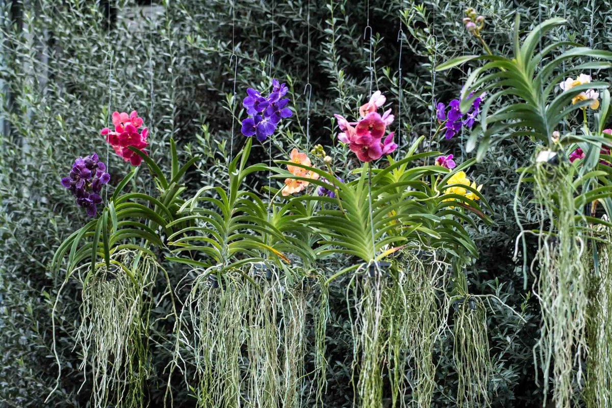 longwood gardens on twitter: "above the winding walkway of the longwood gardens on twitter: "above the winding walkway of the