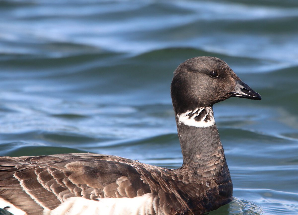 This Brant is one sexy goose! See more sea birds in my latest Hipster Birders blog post! bit.ly/2mmBj4z #oregonbirds #sexygoose