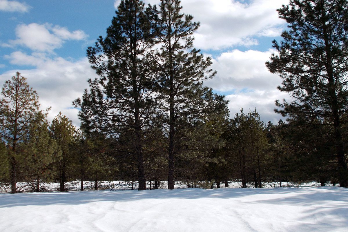 LuxuryHomesTSIR's tweet photo. https://t.co/MfUvGQSCN8
#northidaho #acreage #dreamproperty #wooded #ranchpotential #views #checkoutthoseviews #buildyourdreamhousehere https://t.co/VStjQuSr92