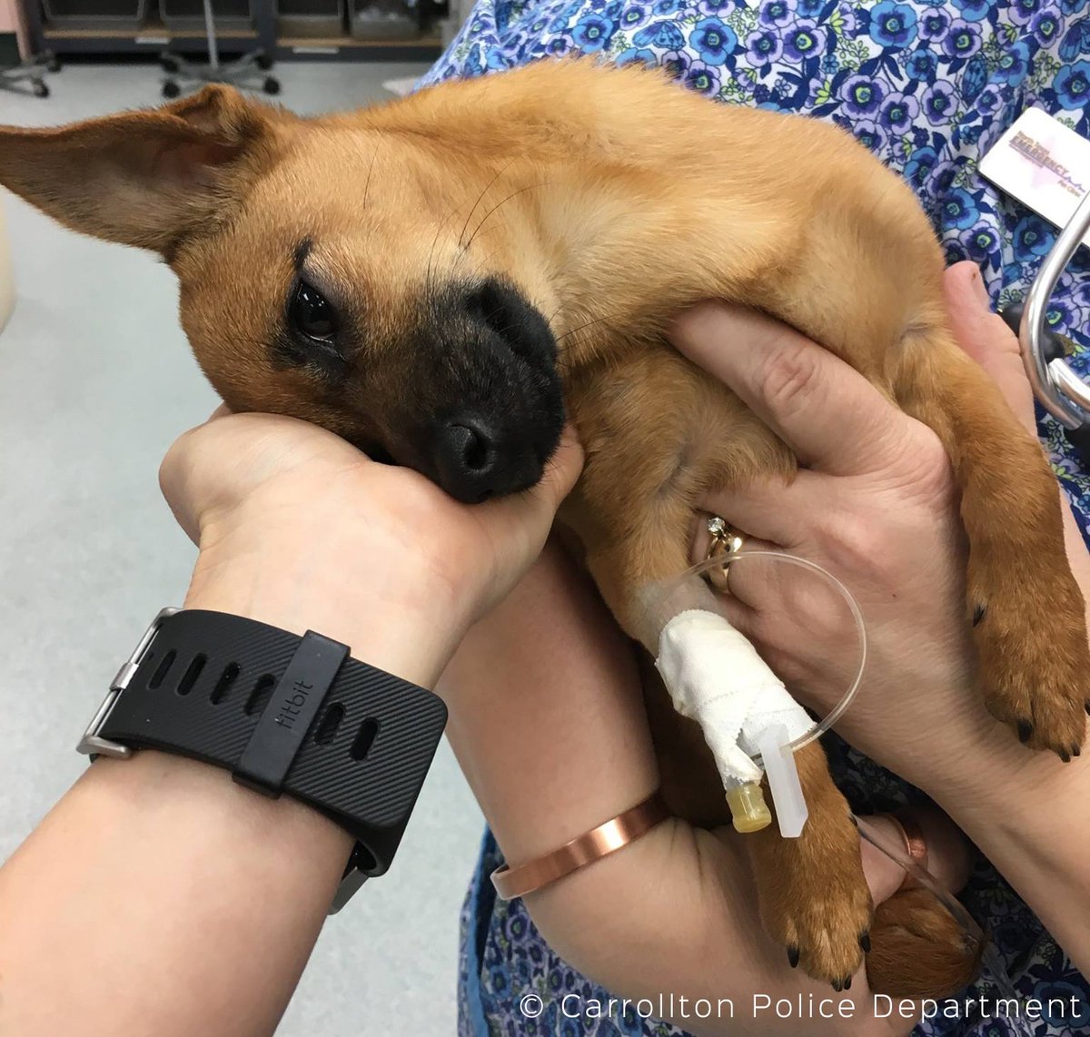 Every animal deserves to be loved &amp; cared for! Puppy found "near death" from ingesting heroin gets second chance. peta.vg/heroinpup