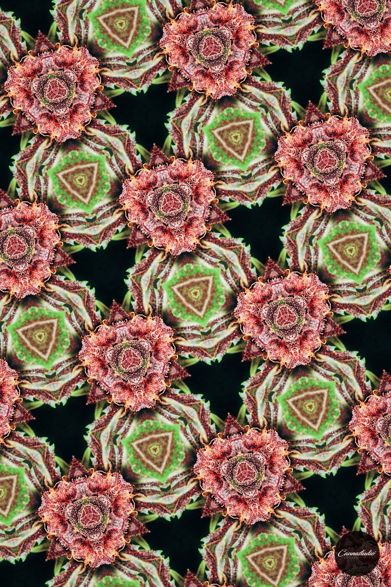 CannaStudio tweet picture