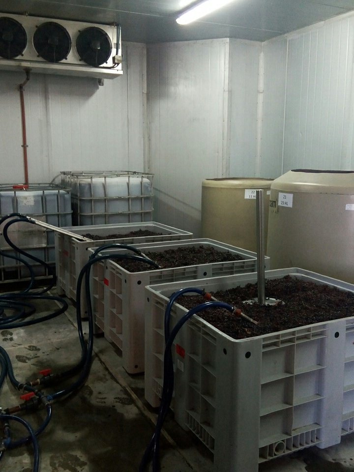 Pinot 2017 whole bunch <a href="/SecrePatagonico/">BodSecretoPatagonico</a>  #patagonia #Neuquen