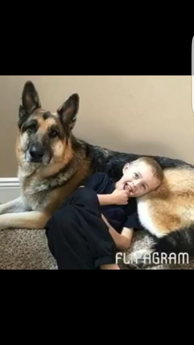 HttpBryanX's tweet photo. I acually teared up but ip u will never be fergotton hearts go out to roman and their family😭😭😭😭😢 #RipZEUS https://t.co/HgB9jfWcWj