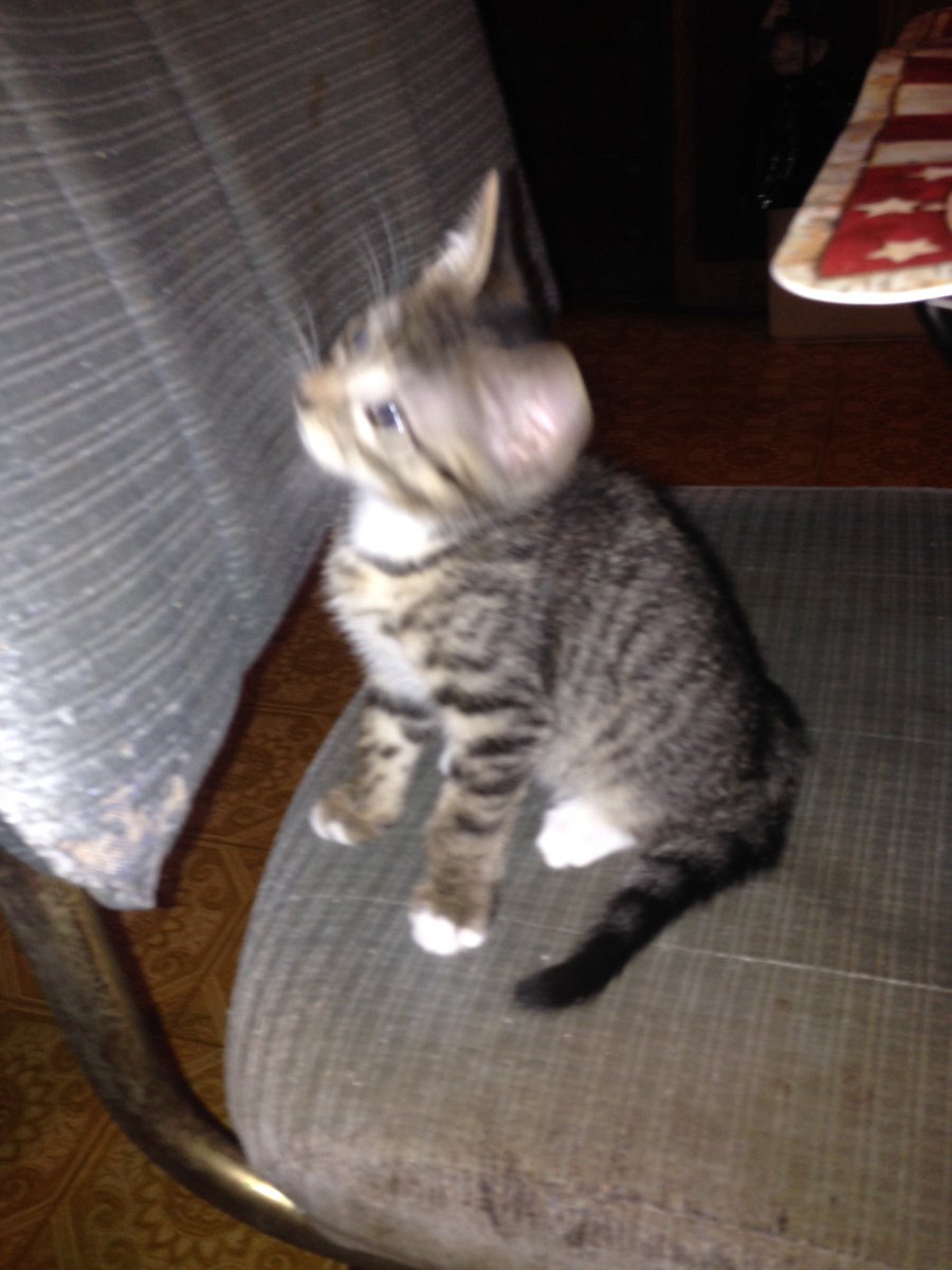 GingerRoberts1's tweet photo. Tabitha 3 https://t.co/75E22aeKmj