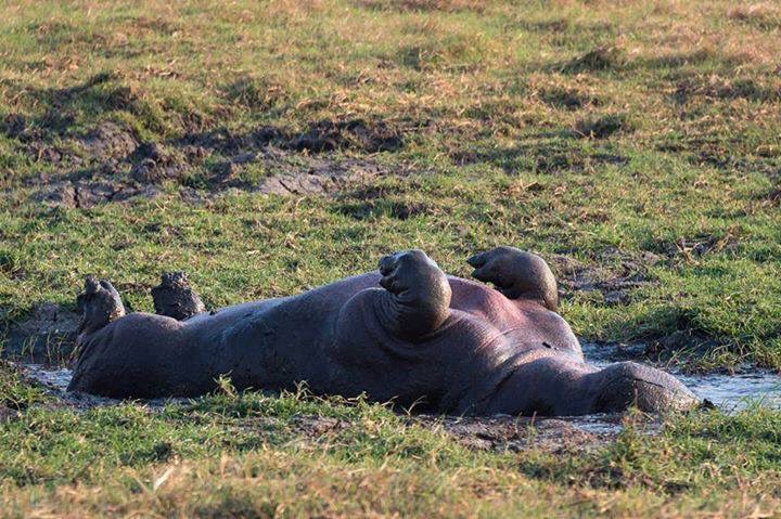 On n'est pas bien ?!? #wowsouthafrica #safari #aventure #nature #Voyage #vacances Photo African Wilderness Experience