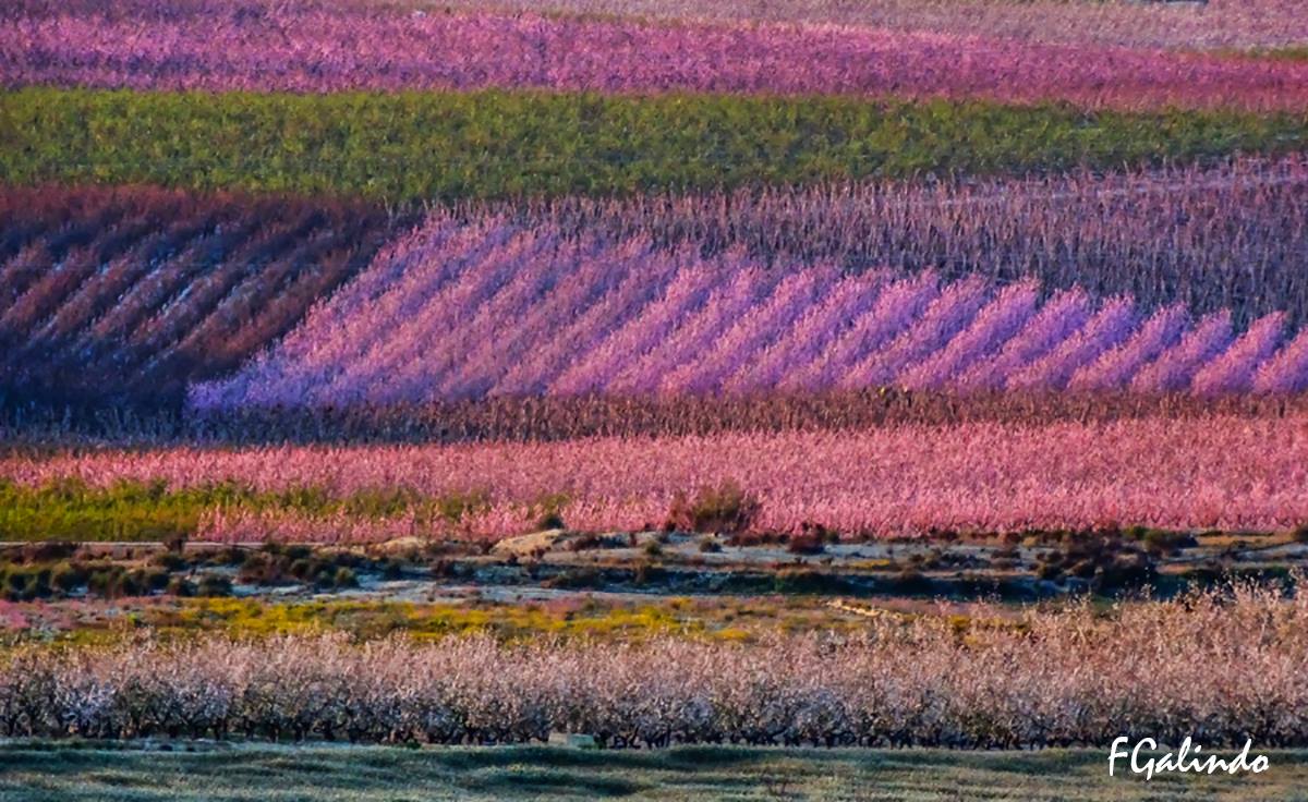 ¡Espectacular! Floración de #Cieza (#Murcia) en plenas facultades, captada con los últimos rayos de Sol de hoy. Imagen: <a href="/GalindoFotos/">Fernando Galindo</a>.