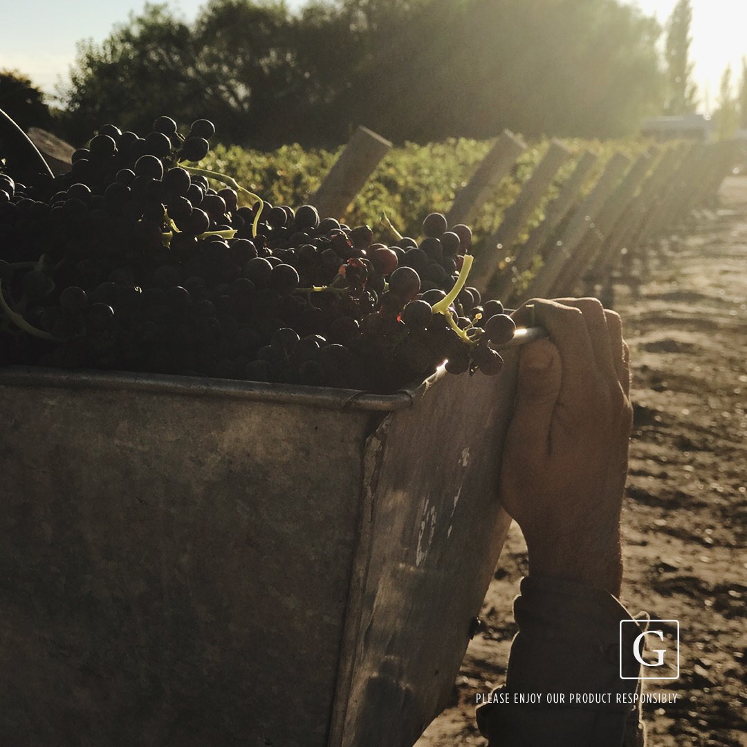 graffignawine's tweet photo. Honor the hands that harvest #Graffigna #Winemaker #Vineyard https://t.co/a4Is07Z24K