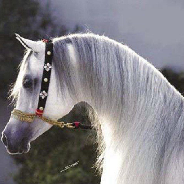 تٌـأّقُفُ عٌلَى أّلَﺰيِّنِ وٌقُفُـةّ أّمًيِّرةّ 
حًتٌـى وٌصّـوٌفُـ أّلَقُصّـأّيِّدٍ مًأّتٌـکْفُـيِّهّـأّ..